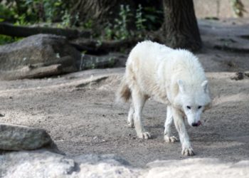 Quel race de chien ressemble le plus au loup ?
