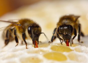 Est-ce que les guêpes font du miel ?