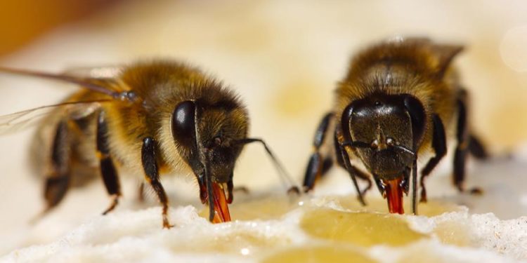 Est-ce que les guêpes font du miel ?