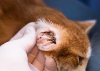 Est-ce que les chat peuvent avoir des caries ?
