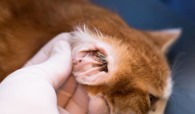 Est-ce que les chat peuvent avoir des caries ?
