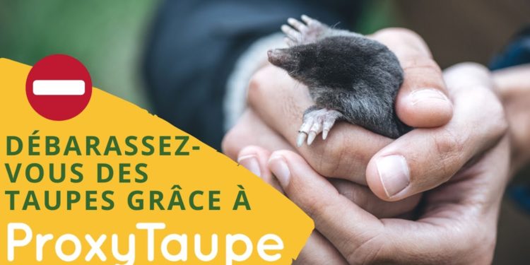 Comment se débarrasser des Faucheux ?