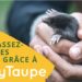 Comment se débarrasser des Faucheux ?