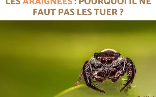 Est-ce que les araignées faucheuses piquent ?