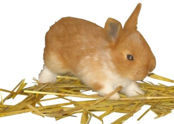 Quand séparer les lapereau de leur mère ?