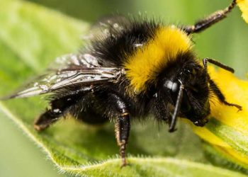 Quel bourdon ne pique pas ?