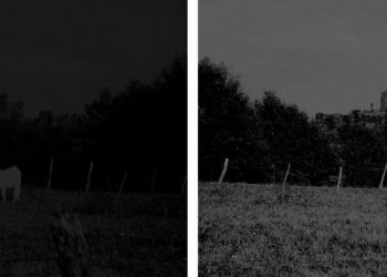 Comment un chat voit la nuit ?