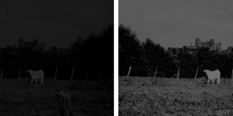 Comment un chat voit la nuit ?