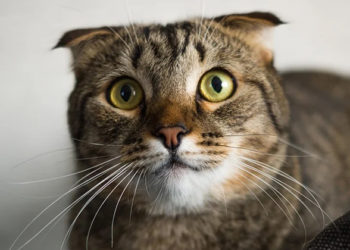 Pourquoi un chat meurt subitement ?