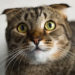 Pourquoi un chat meurt subitement ?