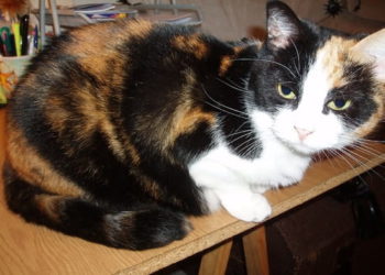 Comment enlever des puces sur un chaton de 3 mois ?