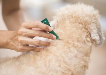 Comment se débarrasser des puces recette de Grand-mère ?