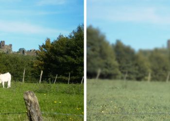 Comment le chat voit l'homme ?