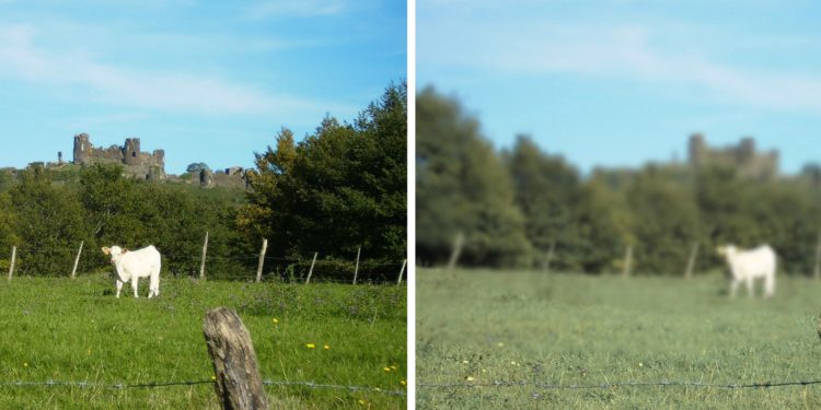 Comment le chat voit l'homme ?