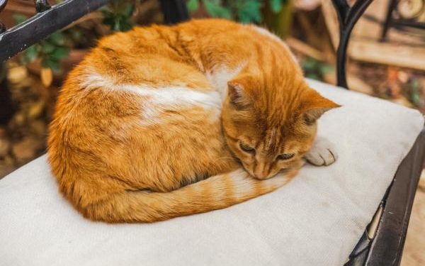 Pourquoi les chats n'aiment pas qu'on leur caresse la queue ?