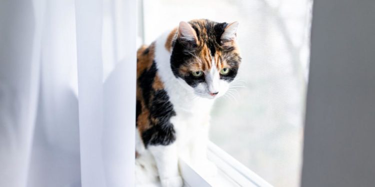 Comment réagir quand mon chat m'attaque ?