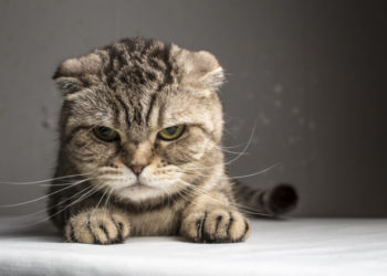 Comment reconnaître un chat en rut ?