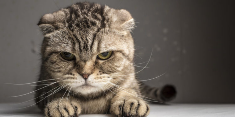 Comment reconnaître un chat en rut ?