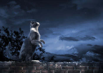 Est-ce que le chat voit clair la nuit ?