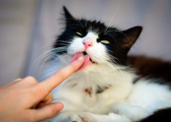 Quand le chat posé sa patte sur moi ?