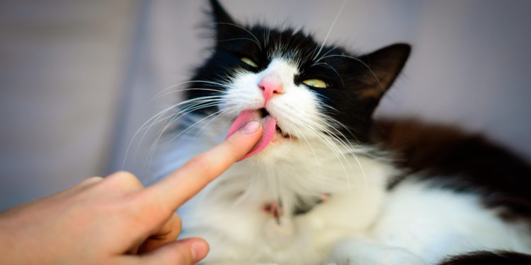 Quand le chat posé sa patte sur moi ?