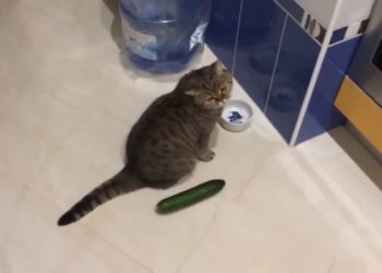 Comment faire peur à un chat ?