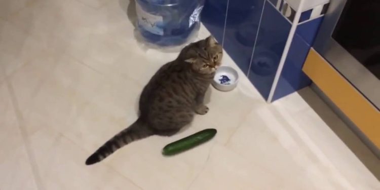 Comment faire peur à un chat ?