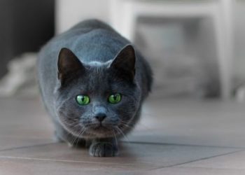 Pourquoi mon chat fait un bruit quand il chasse ?