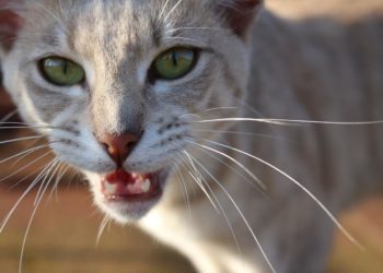 Pourquoi mon chat veut que je l'accompagne à sa gamelle ?