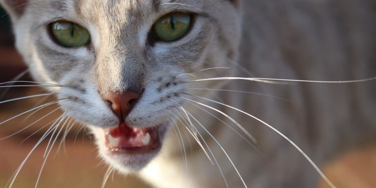 Pourquoi mon chat veut que je l'accompagne à sa gamelle ?