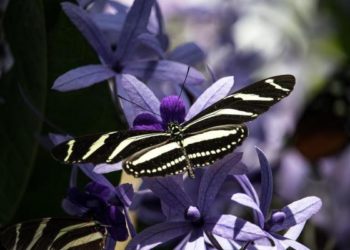 Qu'est-ce qu'ils mangent les papillons de nuit ?