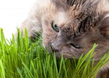 Pourquoi les chats mangent du scotch ?