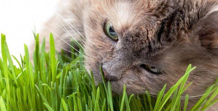 Pourquoi les chats mangent du scotch ?