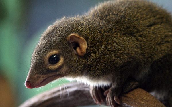 Est-ce que les musaraignes mordent ?