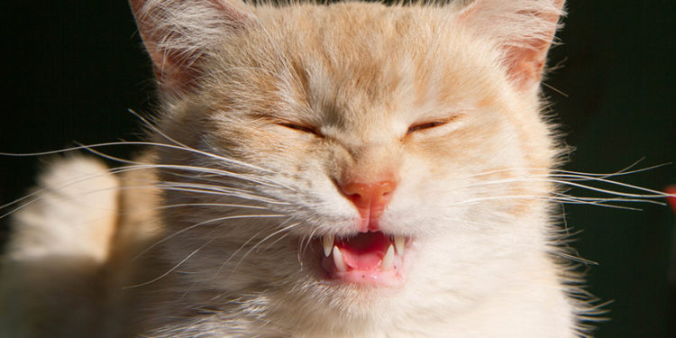 Comment soigner un chaton qui éternue ?