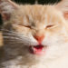 Comment soigner un chaton qui éternue ?