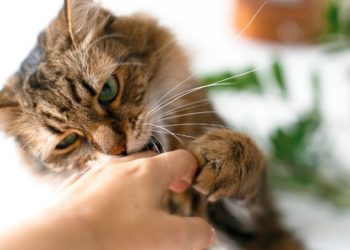 Pourquoi mon chat me mordille la main ?