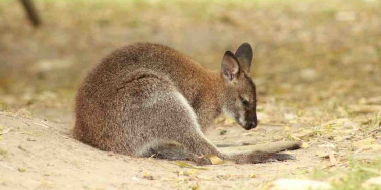 Pourquoi un chat adulte fait pipi dans la maison ?
