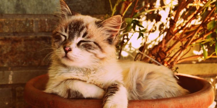 Pourquoi un chat ronronne tout le temps ?