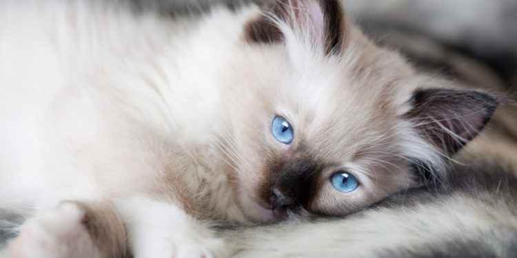 Quelle est la race d'un chat blanc ?