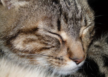 Quelle est la race de mon chat ?