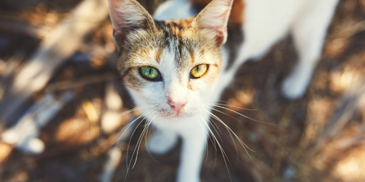 Comment sont les yeux d'un chat malade ?