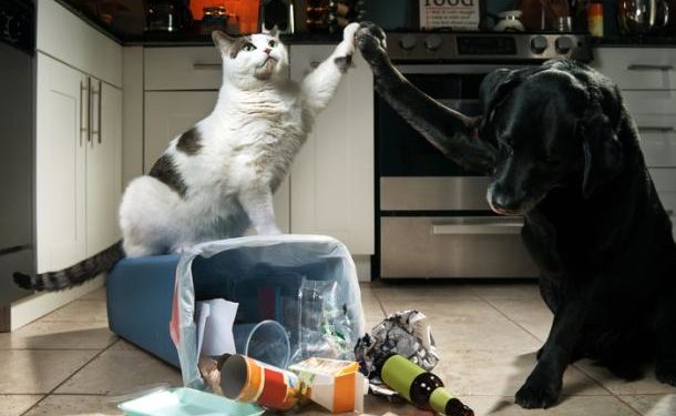 Pourquoi mon chat est fou le soir ?