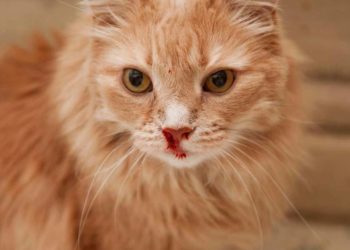 Pourquoi le nez de mon chat est noir ?