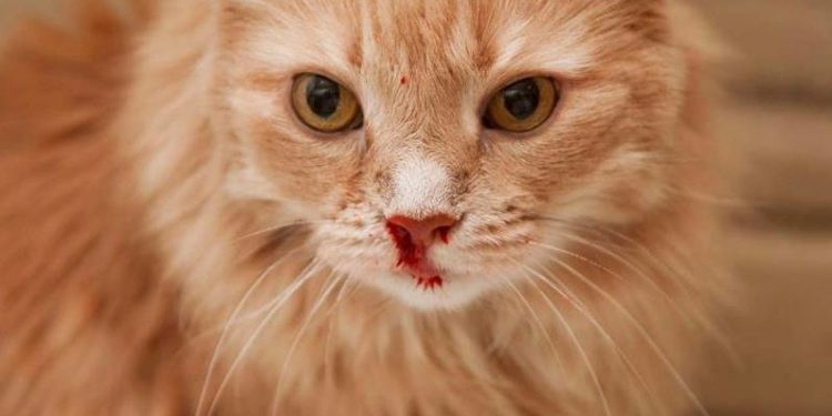 Pourquoi le nez de mon chat est noir ?