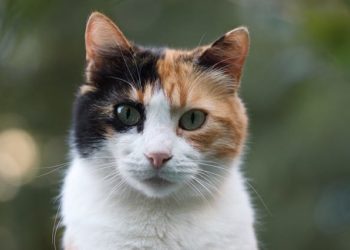 Pourquoi les chats qui ont trois couleurs sont des femelles ?