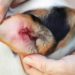 Comment soigner Infection oreille chien ?