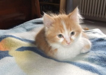 Comment nettoyer le nez d'un chat ?