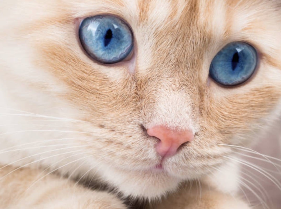 Quand Les Yeux Des Chats Changent De Couleur