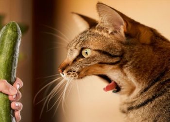 Pourquoi les chats ont peur des chiens ?